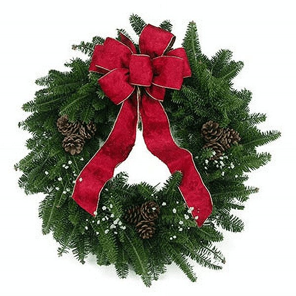 Classic Christmas Wreath with fresh Balsam greenery, gold-backed red crushed velvet bow, baby's breath, and triple pinecones.